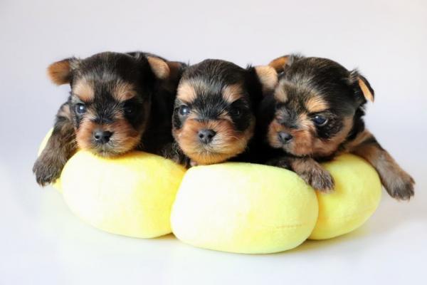 Щенки Йоркширского терьер.         мини и мелкий стандарт